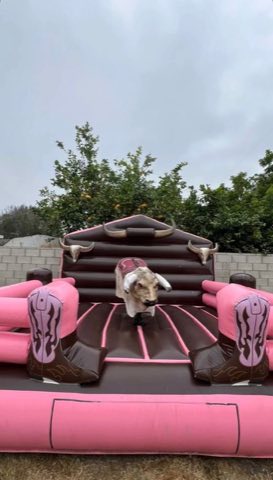 Pink Boots Mechanical Bull rental